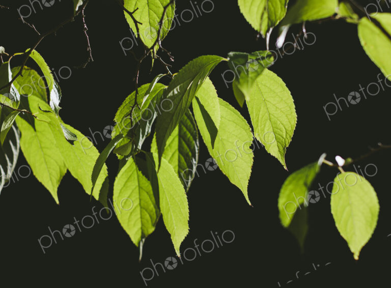 Leaves of Gutta-Percha tree (Eucommia ulmoides), Washington Park Aboretum, Seattle,…