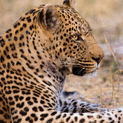 Leopard, Botswana Leopard, Botswana
