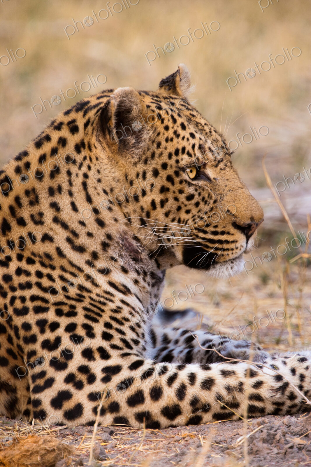 Leopard, Botswana