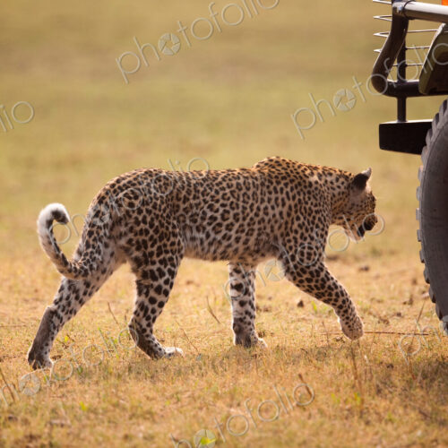 Leopard, Botswana Leopard, Botswana