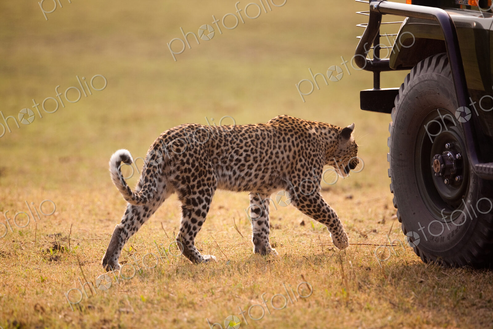 Leopard, Botswana