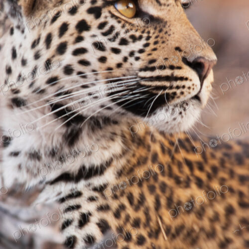 Leopard, Chobe National Park, Botswana Leopard, Chobe National Park, Botswana