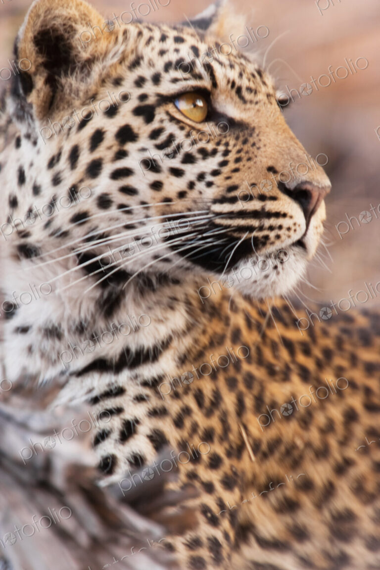Leopard, Chobe National Park, Botswana