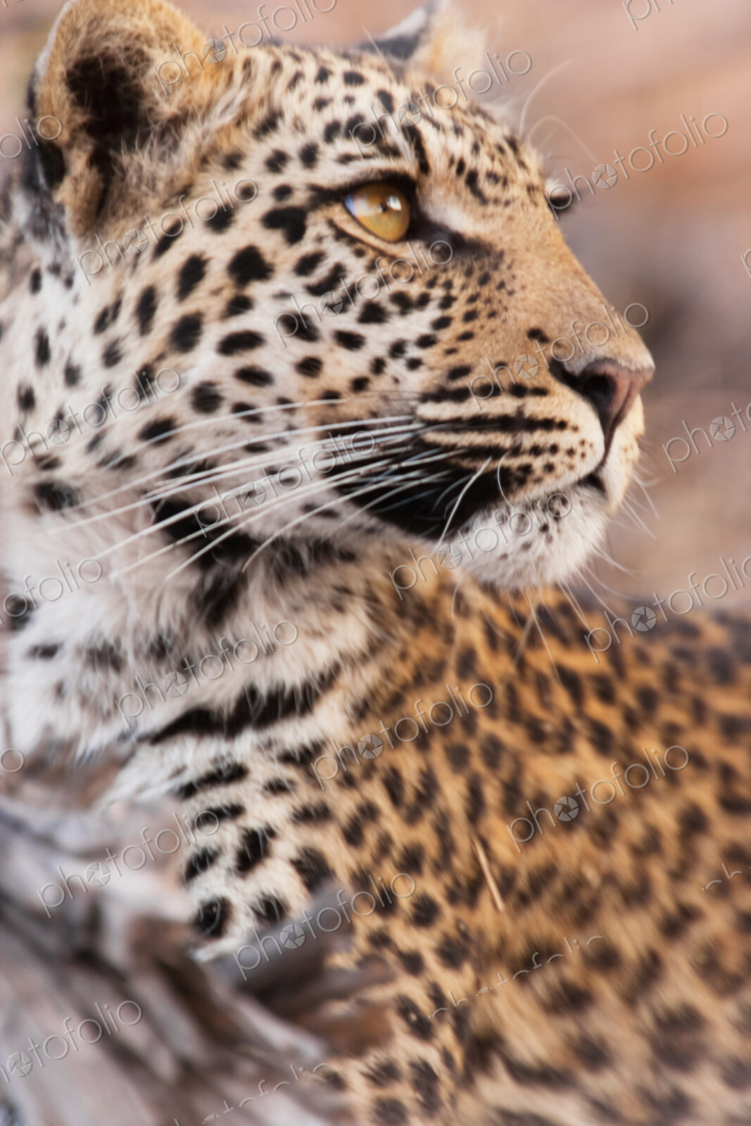 Leopard, Chobe National Park, Botswana