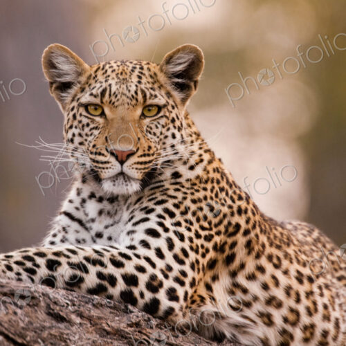 Leopard, Chobe National Park, Botswana Leopard, Chobe National Park, Botswana