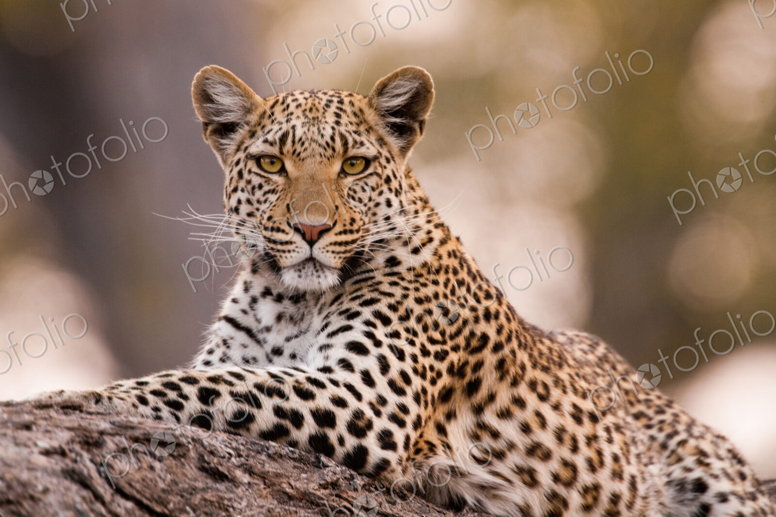 Leopard, Chobe National Park, Botswana