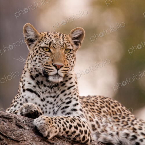 Leopard, Chobe National Park, Botswana Leopard, Chobe National Park, Botswana
