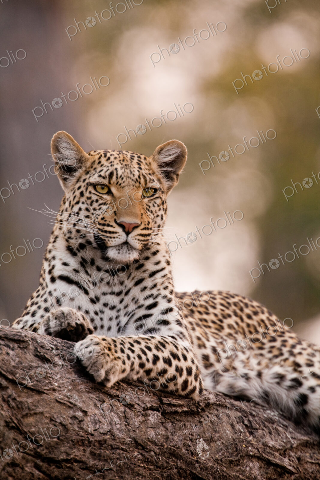 Leopard, Chobe National Park, Botswana