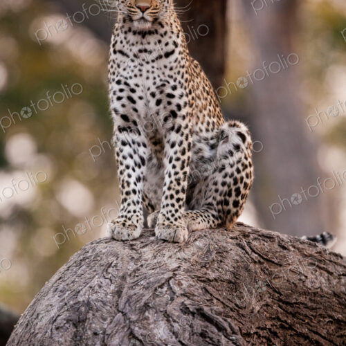 Leopard, Chobe National Park, Botswana Leopard, Chobe National Park, Botswana