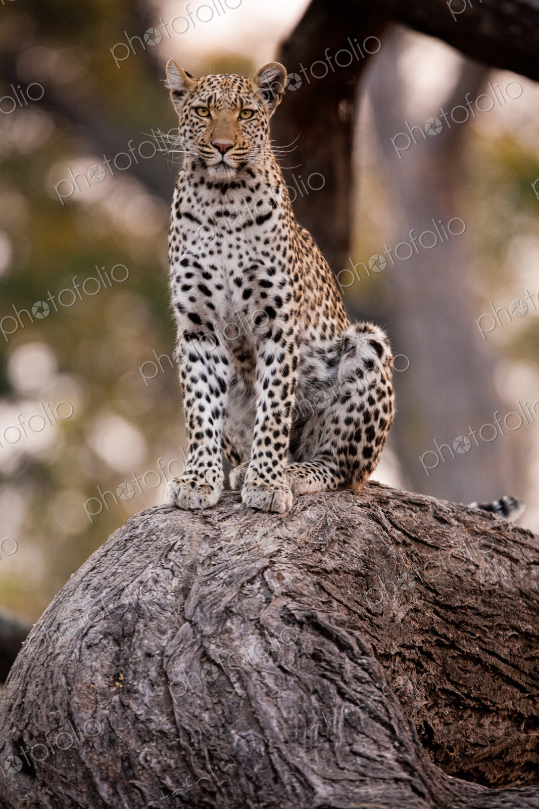 Leopard, Chobe National Park, Botswana