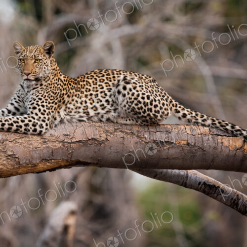 Leopard, Chobe National Park, Botswana Leopard, Chobe National Park, Botswana