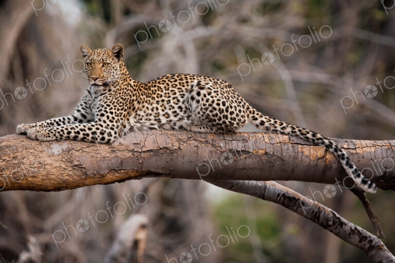 Leopard, Chobe National Park, Botswana