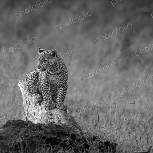 Leopard Cub, Panthera pardus, in black and white. Leopard Cub, Panthera pardus, in black and white.