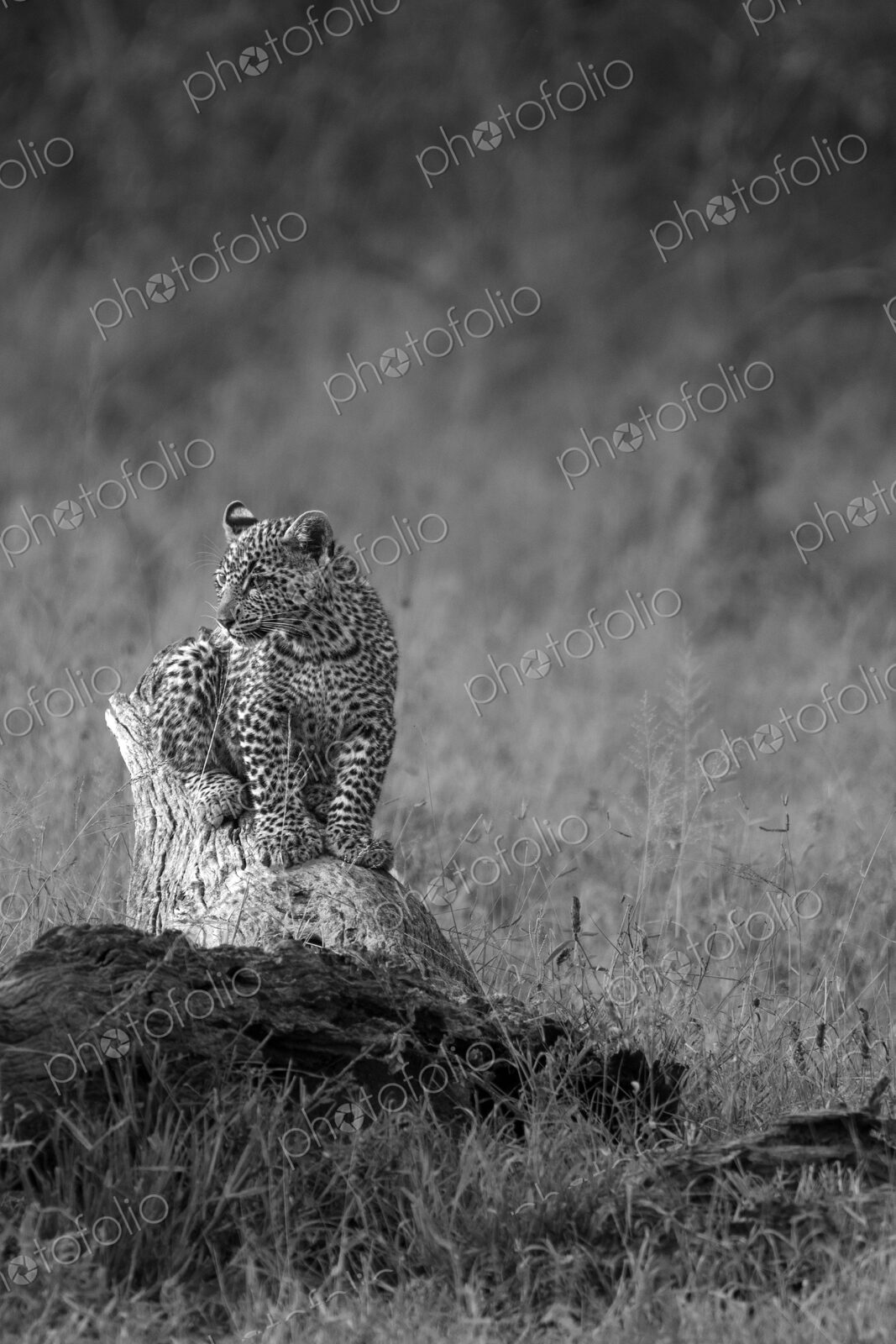 Leopard Cub, Panthera pardus, in black and white.