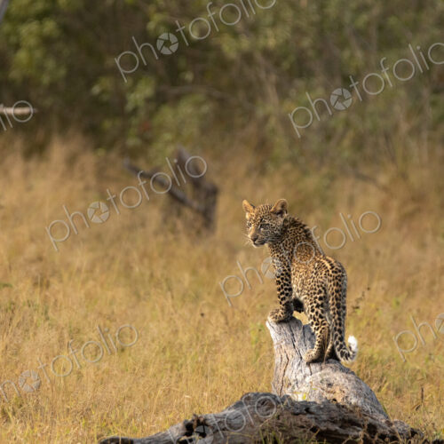 Leopard Cub, Panthera pardus, on a tree. Leopard Cub, Panthera pardus, on a tree.