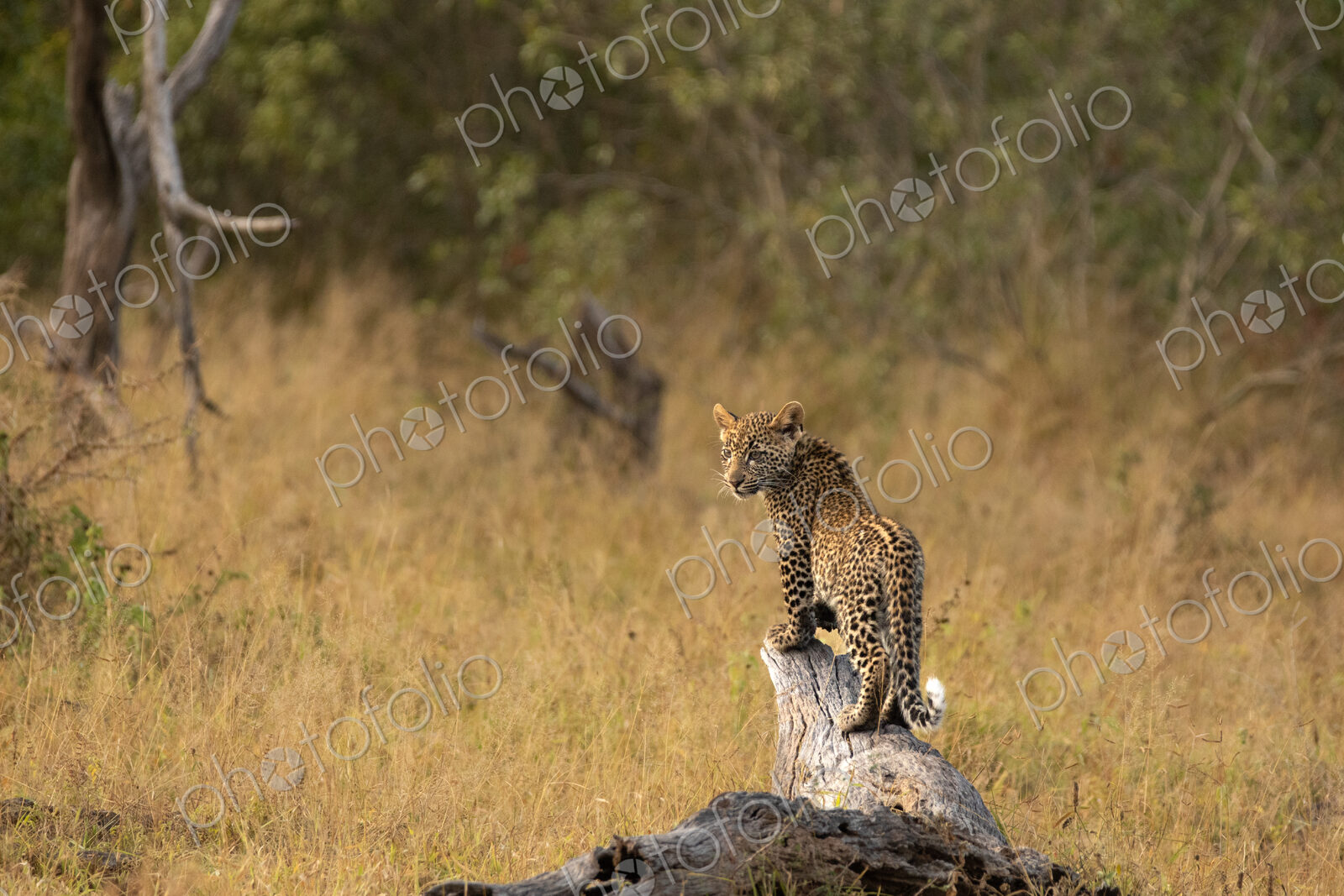 Leopard Cub, Panthera pardus, on a tree.