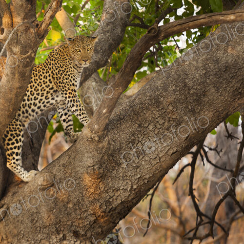 Leopard, Okavango Delta, Botswana Leopard, Okavango Delta, Botswana