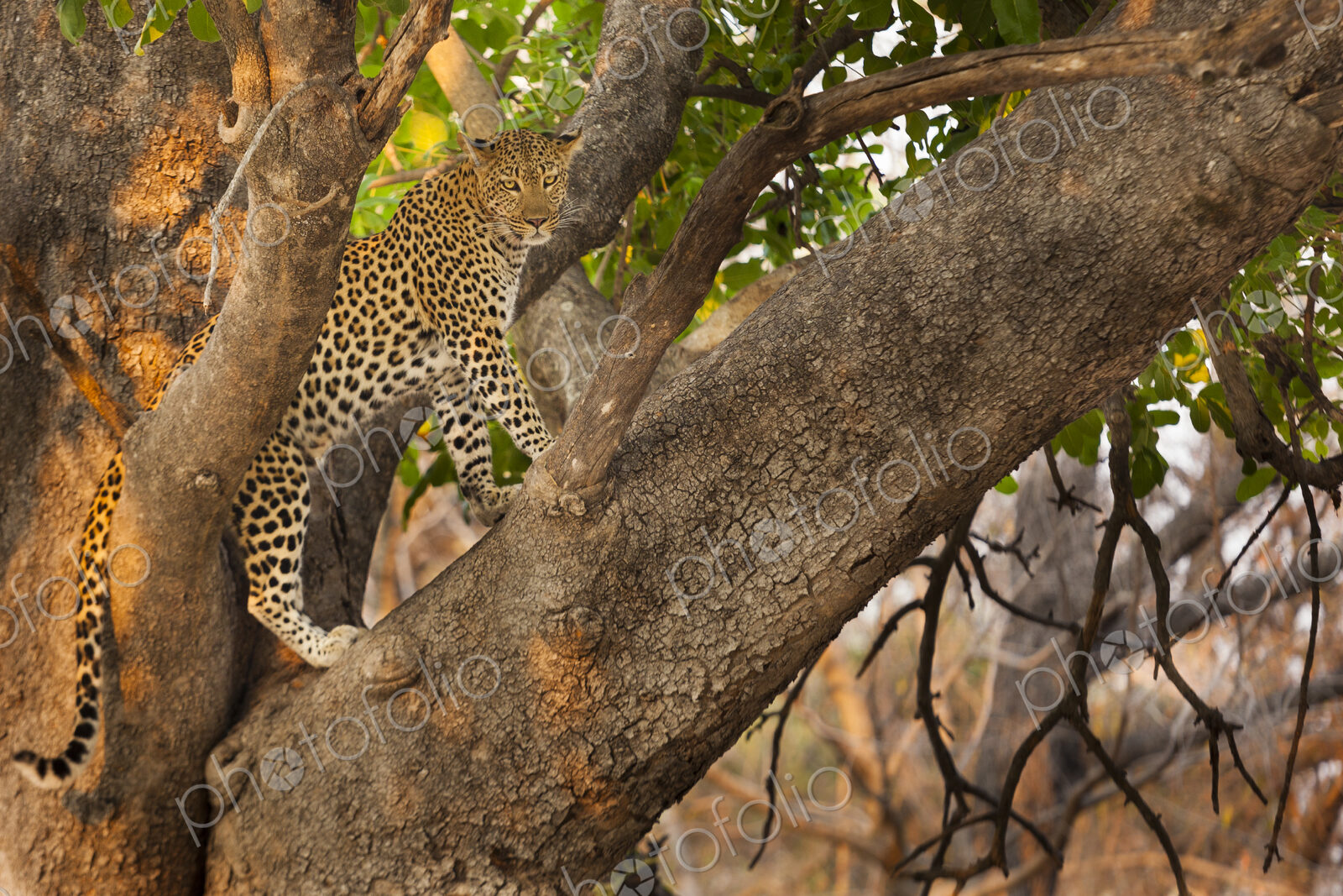 Leopard, Okavango Delta, Botswana
