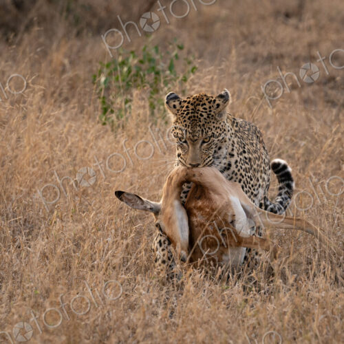 Leopard, Panthera pardus, Adult & Impala Kill. Dragging an Impala carcass through dry,… Leopard, Panthera pardus, Adult & Impala Kill. Dragging an Impala carcass through dry,…