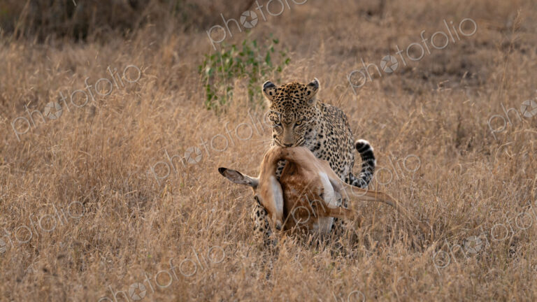 Leopard, Panthera pardus, Adult & Impala Kill. Dragging an Impala carcass through dry,…