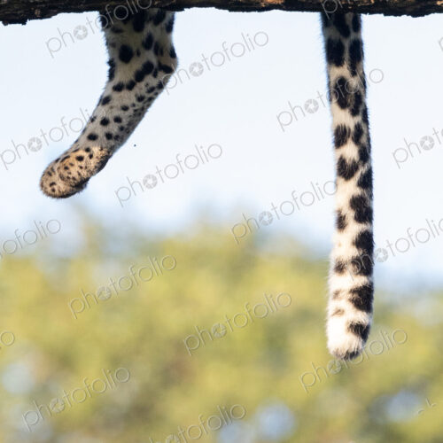 Leopard, Panthera pardus, Adult. A close-up shot of a leopard’s spotted back leg and… Leopard, Panthera pardus, Adult. A close-up shot of a leopard’s spotted back leg and…