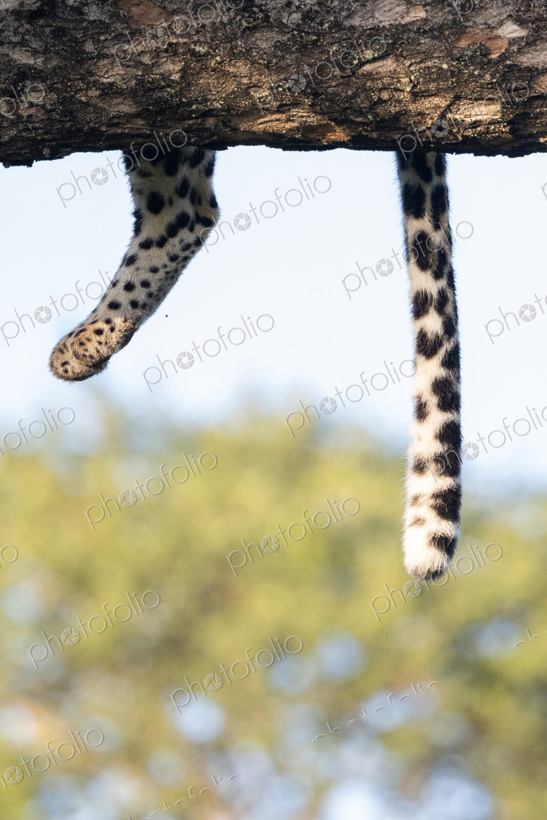 Leopard, Panthera pardus, Adult. A close-up shot of a leopard’s spotted back leg and…