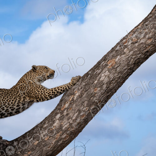 Leopard, Panthera pardus, Adult. A leopard stretches its body while standing on a… Leopard, Panthera pardus, Adult. A leopard stretches its body while standing on a…