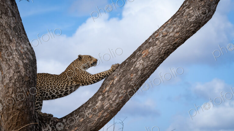 Leopard, Panthera pardus, Adult. A leopard stretches its body while standing on a…