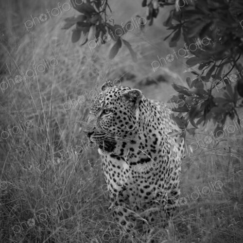 Leopard, Panthera pardus, Adult. Black and white shot of a leopard walking through… Leopard, Panthera pardus, Adult. Black and white shot of a leopard walking through…