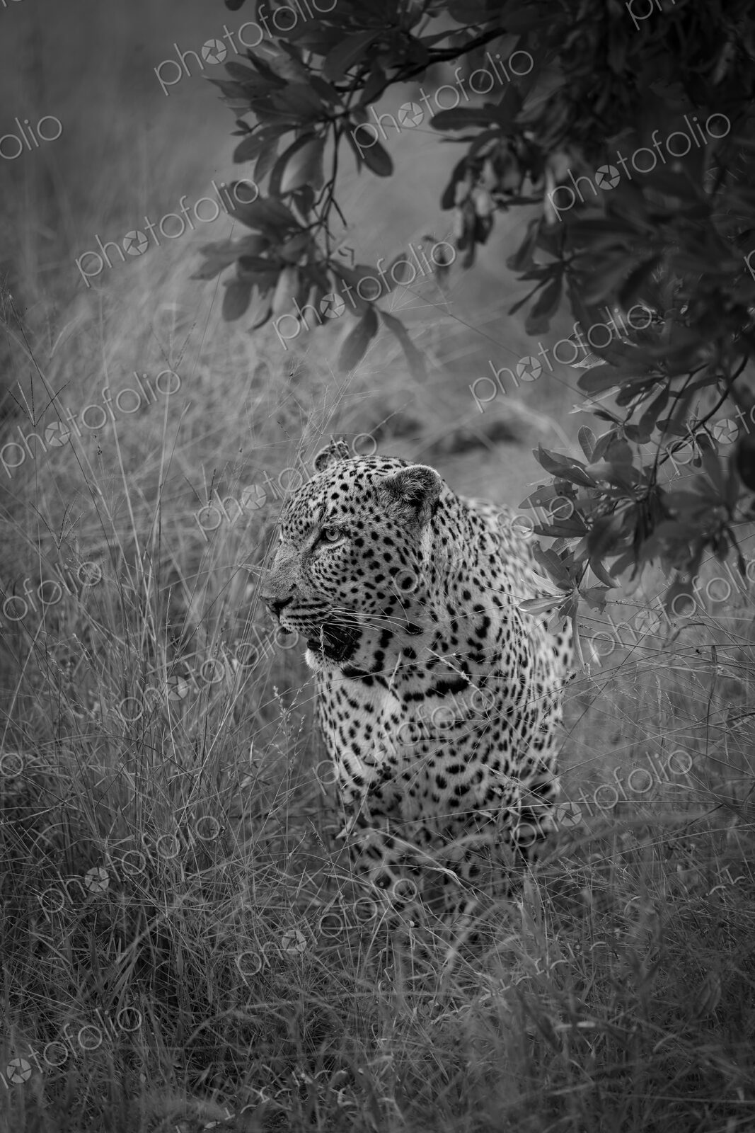 Leopard, Panthera pardus, Adult. Black and white shot of a leopard walking through…