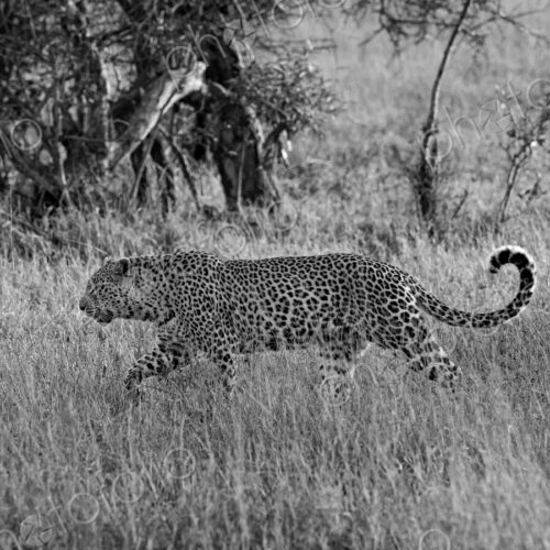 Leopard, Panthera pardus, Adult. Black and white side profile of a leopard walking…
