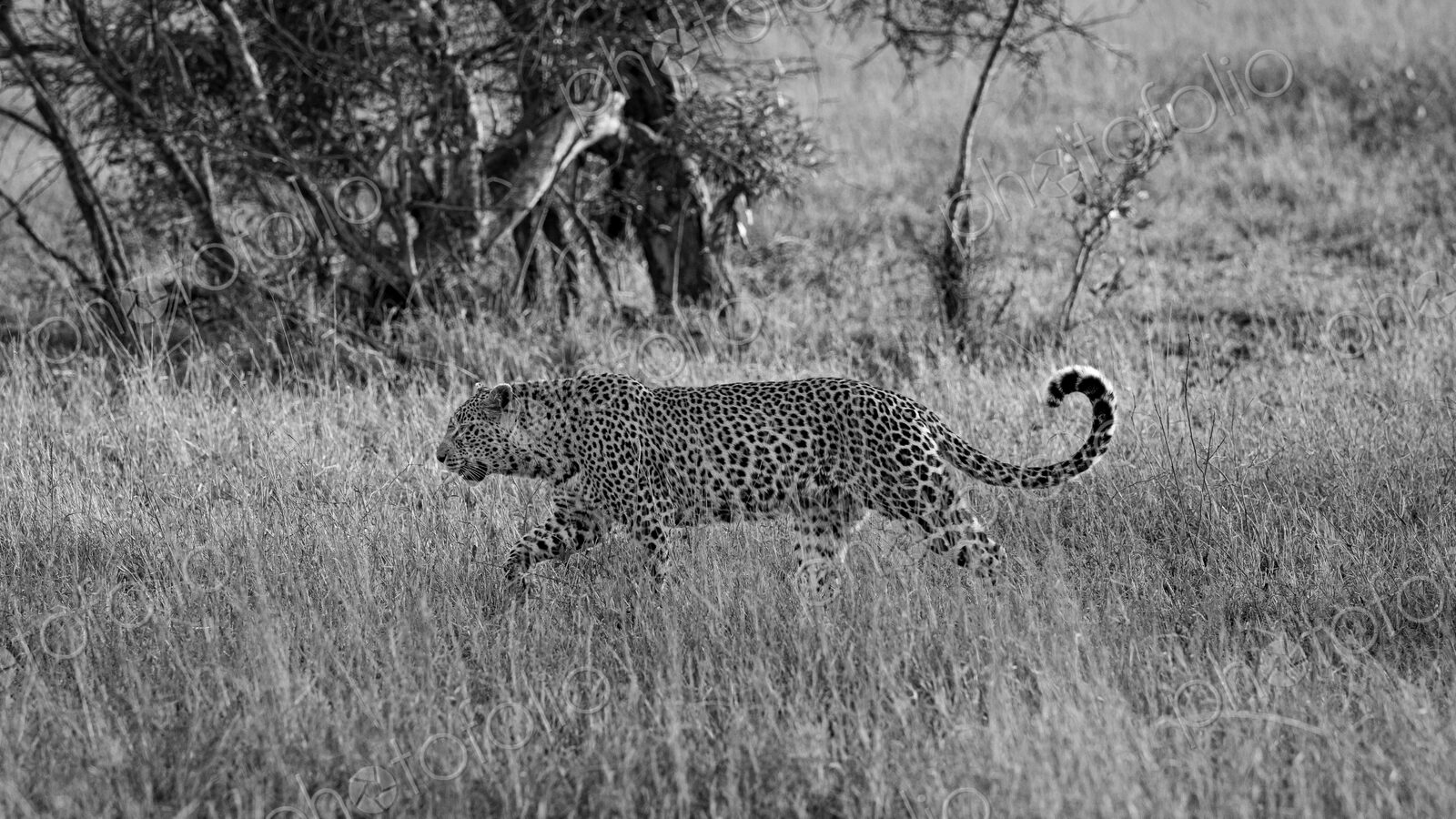 Leopard, Panthera pardus, Adult. Black and white side profile of a leopard walking…