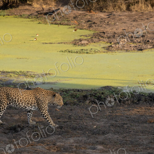 Leopard, Panthera pardus, Adult. Walking along the muddy bank of a dam covered in… Leopard, Panthera pardus, Adult. Walking along the muddy bank of a dam covered in…