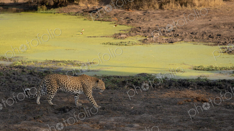 Leopard, Panthera pardus, Adult. Walking along the muddy bank of a dam covered in…