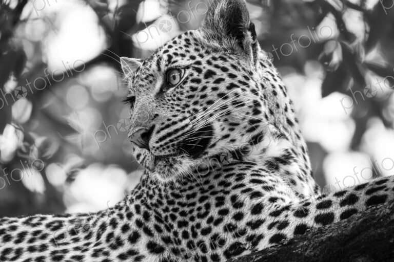 Leopard, Panthera pardus, Black and white close-up portrait of a leopard resting on a…