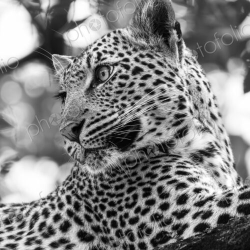 Leopard, Panthera pardus, Black and white close-up portrait of a leopard resting on a…