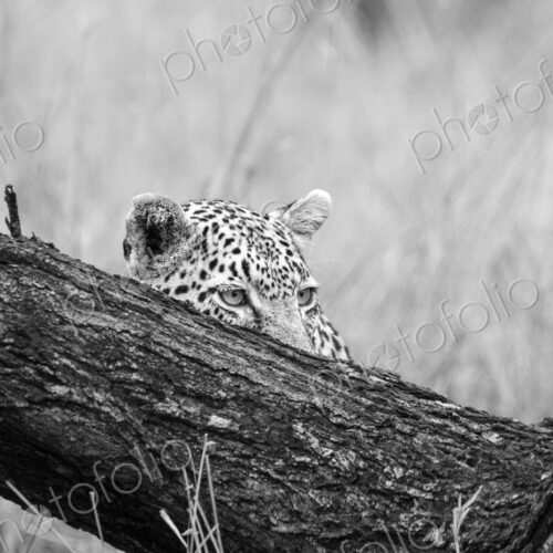 Leopard, Panthera pardus, Black and white view of a leopard cub peeking over a thick,… Leopard, Panthera pardus, Black and white view of a leopard cub peeking over a thick,…
