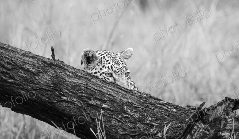 Leopard, Panthera pardus, Black and white view of a leopard cub peeking over a thick,…
