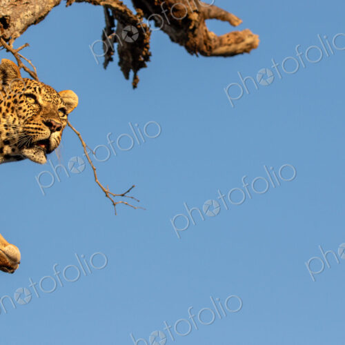 Leopard, Panthera pardus, Close-up of a female leopard's head peering out from behind… Leopard, Panthera pardus, Close-up of a female leopard's head peering out from behind…
