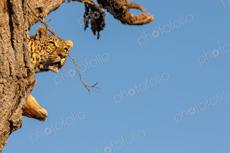 Leopard, Panthera pardus, Close-up of a female leopard's head peering out from behind…