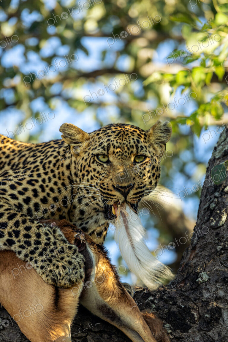 Leopard, Panthera pardus, Close-up of a leopard in a tree holding the tail of an…