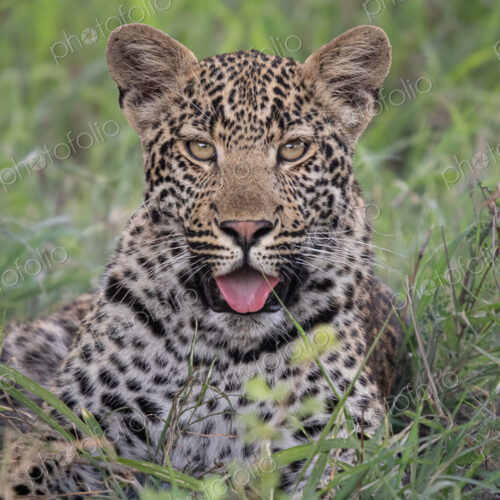 Leopard, Panthera pardus, Close-up portrait of a leopard cub lying in green grass with… Leopard, Panthera pardus, Close-up portrait of a leopard cub lying in green grass with…