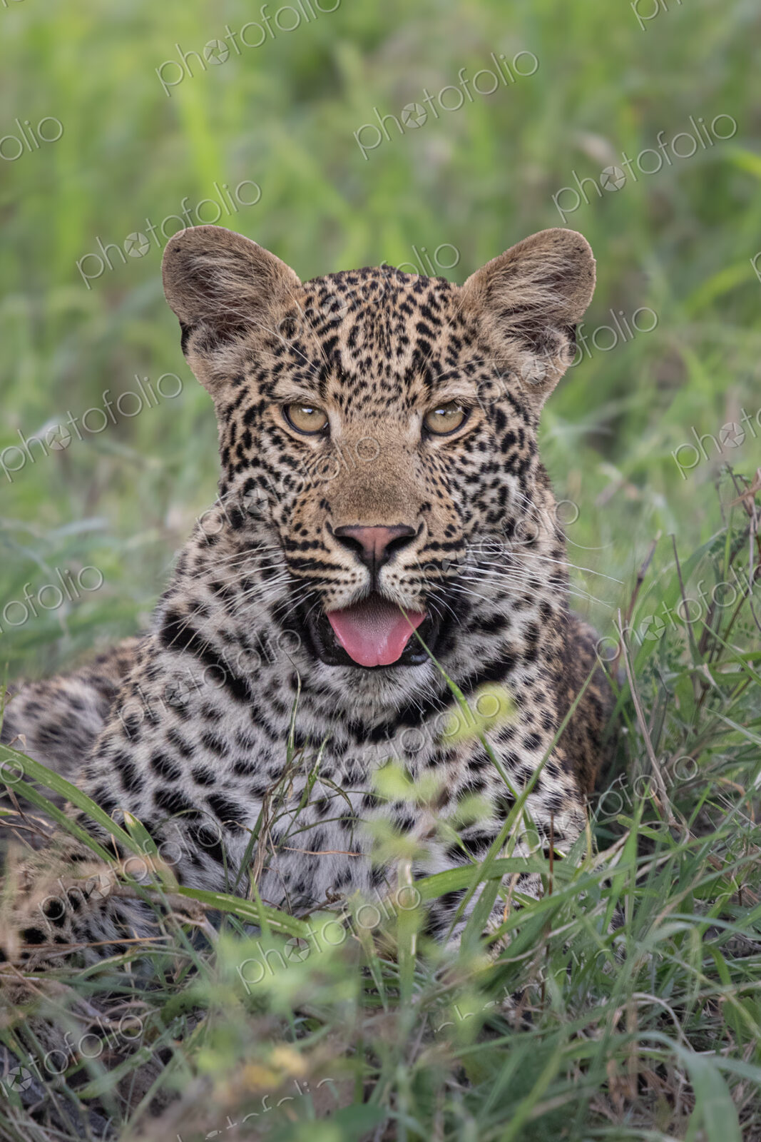 Leopard, Panthera pardus, Close-up portrait of a leopard cub lying in green grass with…