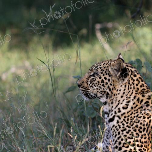 Leopard, Panthera pardus, Close-up profile of a female leopard resting in long green… Leopard, Panthera pardus, Close-up profile of a female leopard resting in long green…