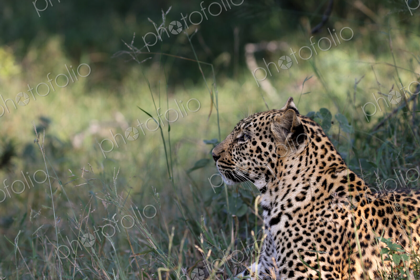 Leopard, Panthera pardus, Close-up profile of a female leopard resting in long green…