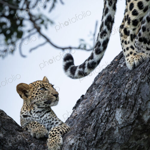 Leopard, Panthera pardus, Cub & Female. Cub sitting on a tree branch looking up at the… Leopard, Panthera pardus, Cub & Female. Cub sitting on a tree branch looking up at the…