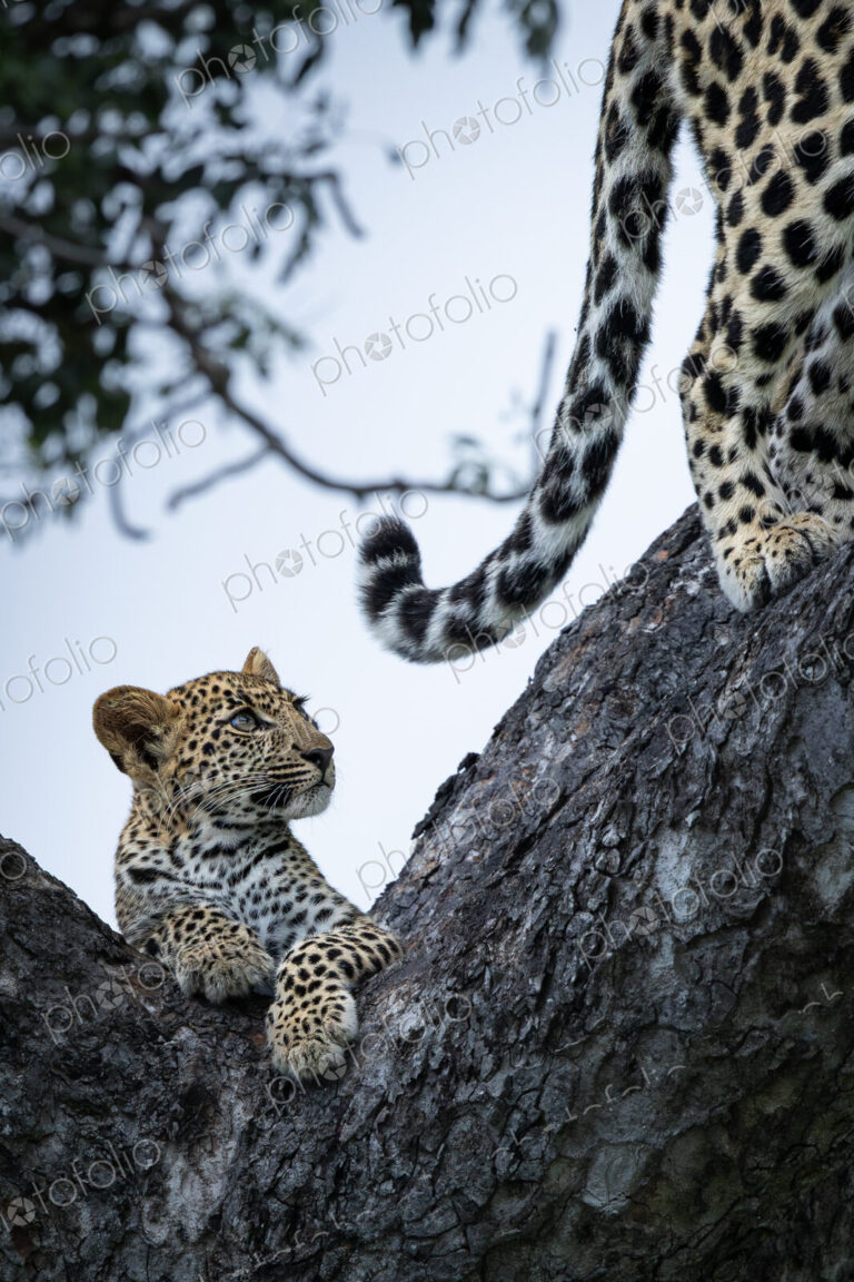 Leopard, Panthera pardus, Cub & Female. Cub sitting on a tree branch looking up at the…
