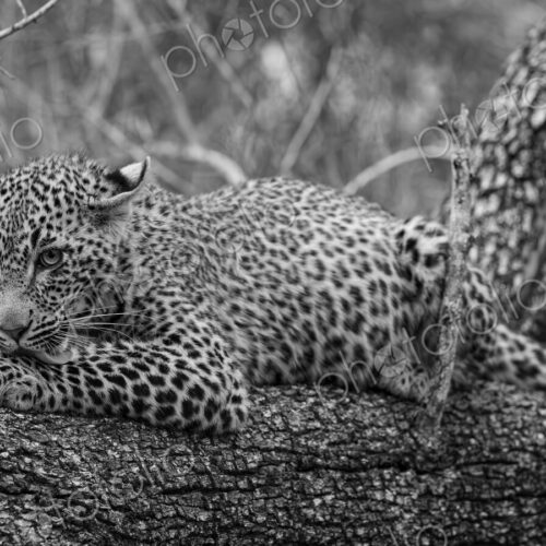 Leopard, Panthera pardus, Cub. Black and white close-up portrait of a cub resting on a… Leopard, Panthera pardus, Cub. Black and white close-up portrait of a cub resting on a…