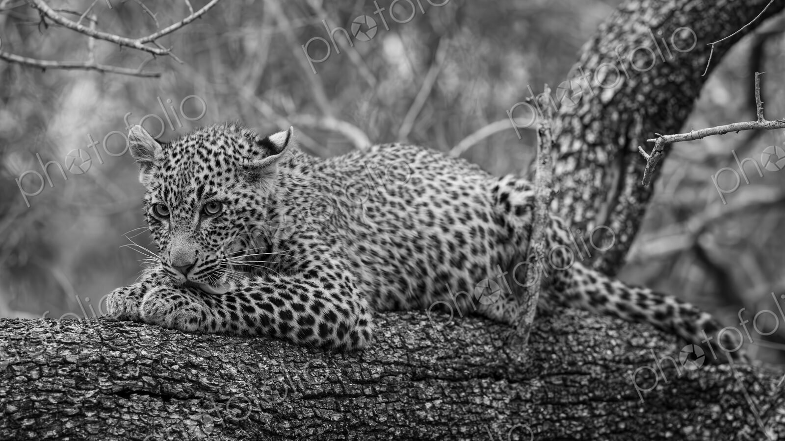Leopard, Panthera pardus, Cub. Black and white close-up portrait of a cub resting on a…