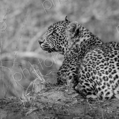Leopard, Panthera pardus, Cub. Black and white portrait of a cub lying on a low bank,… Leopard, Panthera pardus, Cub. Black and white portrait of a cub lying on a low bank,…